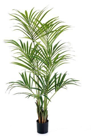 ПАЛЬМА 6' Natural kentia palm CU3044 фото