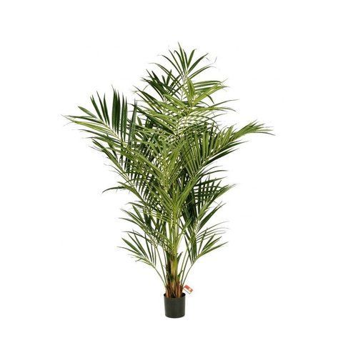 ПАЛЬМА 7.5' Natural kentia palm de luxe CU3042 фото